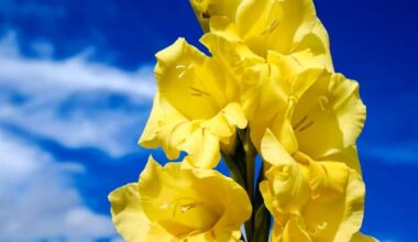 močiutės vėlyvai žydintys gladioliai metodas