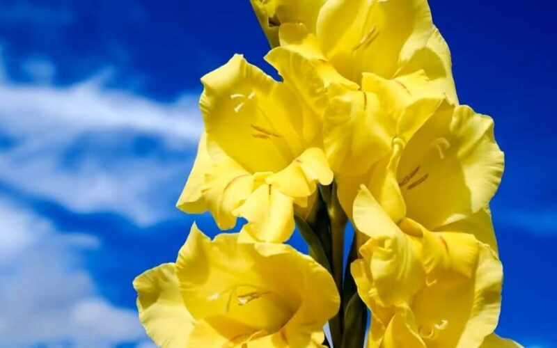 močiutės vėlyvai žydintys gladioliai metodas