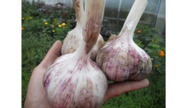 močiutės tirštos česnako paslaptys