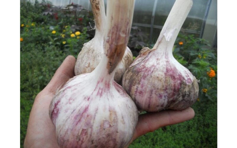 močiutės tirštos česnako paslaptys