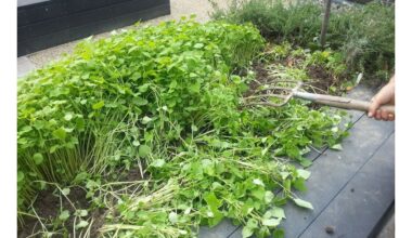 žalias mulčias didina derlių