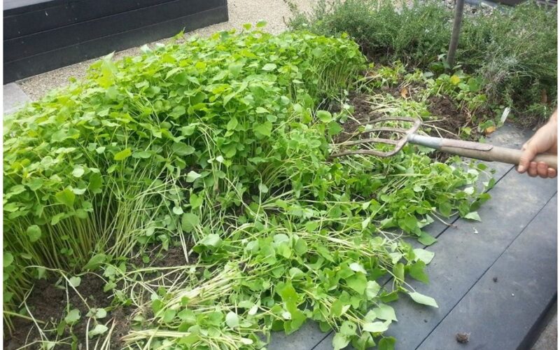 žalias mulčias didina derlių