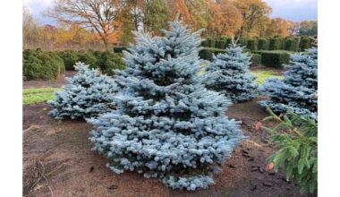 auginau mėlyną eglę iš auginio