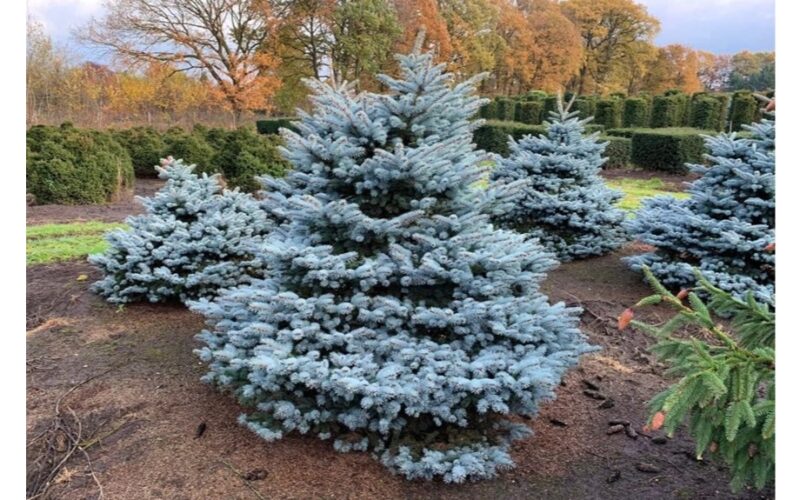 auginau mėlyną eglę iš auginio