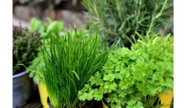 auginti šviežias žoleles sutaupyti