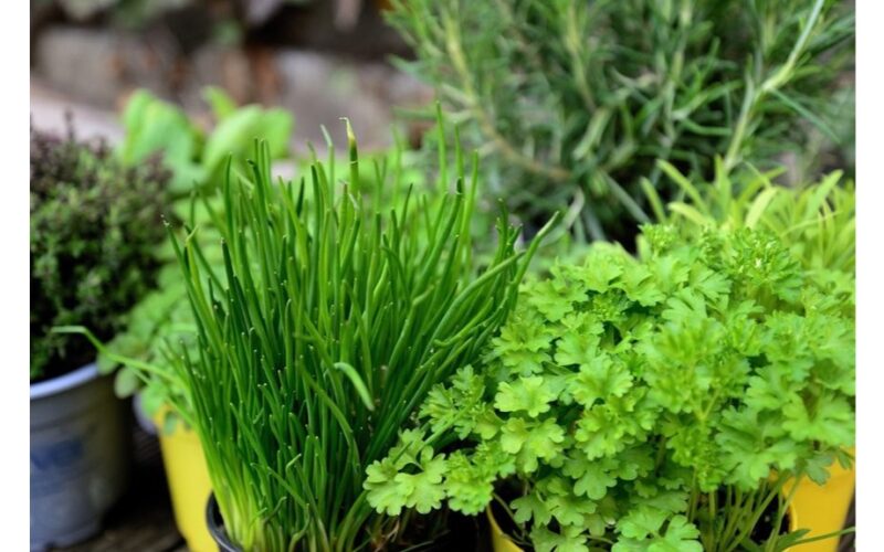 auginti šviežias žoleles sutaupyti