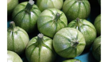 auginkite cukinijas šiuo būdu