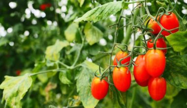 auginti pomidorus pagal kinų metodą