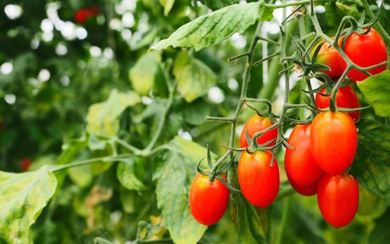auginti pomidorus pagal kinų metodą