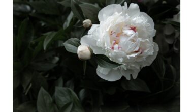 augančios baltos bijūnai su trąša