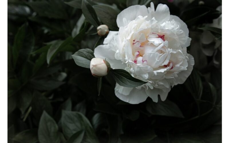 augančios baltos bijūnai su trąša