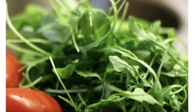 užauginta rukola ant palangės