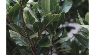 auga lauro medis prieskoniams naudojamas