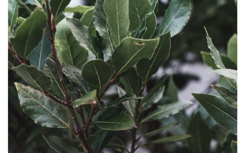 auga lauro medis prieskoniams naudojamas