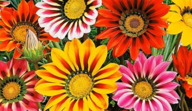 užaugintos gazanijos vestuvėms