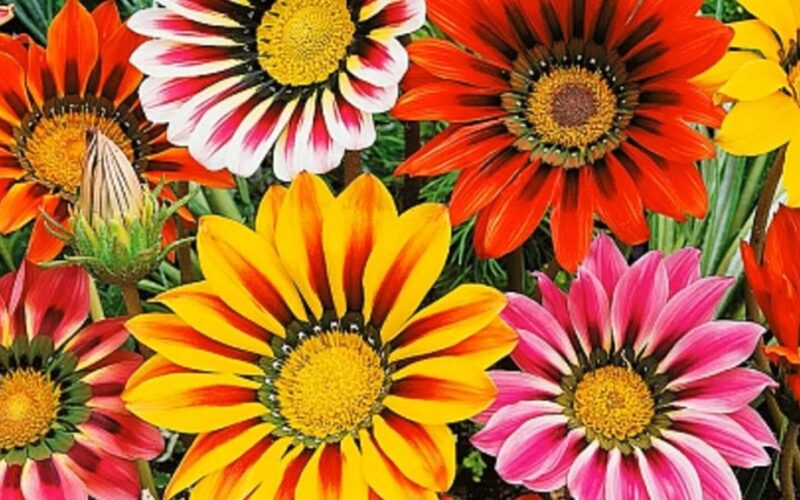 užaugintos gazanijos vestuvėms