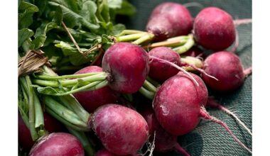 garantuotas ankstyvas derlius sėkmė