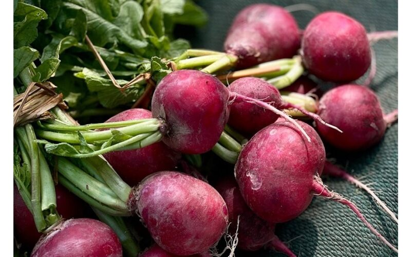 garantuotas ankstyvas derlius sėkmė