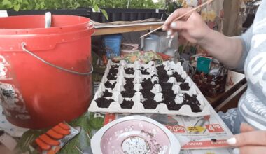 rankos niežti sėti kovą