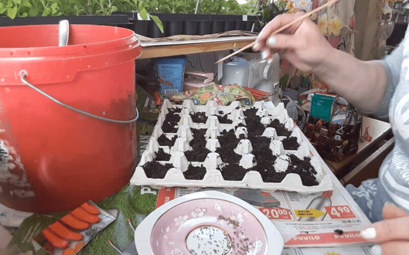 rankos niežti sėti kovą