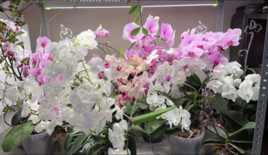 namų orchidėjos šaknų atgaivinimas