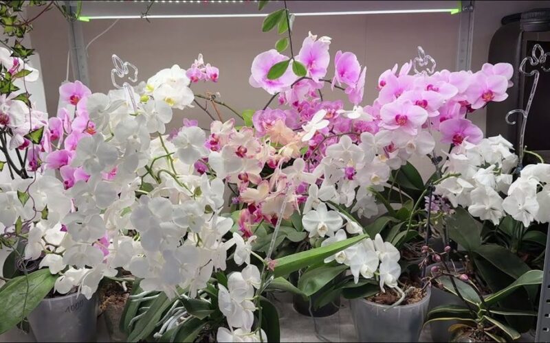 namų orchidėjos šaknų atgaivinimas