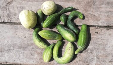 karštas vanduo kenkia agurkams