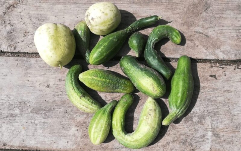 karštas vanduo kenkia agurkams