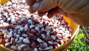 kaip auginti pupeles