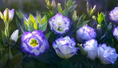 kaip auginti eustomą