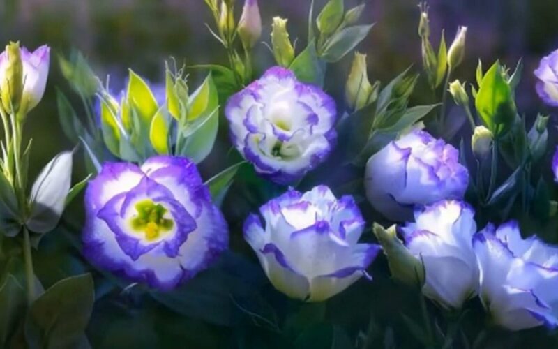 kaip auginti eustomą