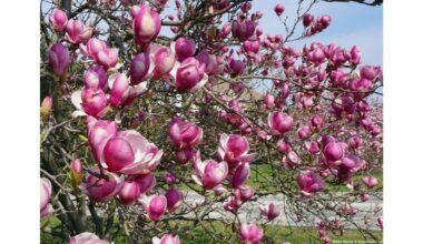 kaip privesti magnolijas žydėti