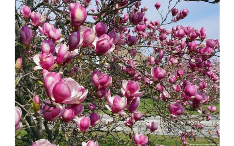 kaip privesti magnolijas žydėti