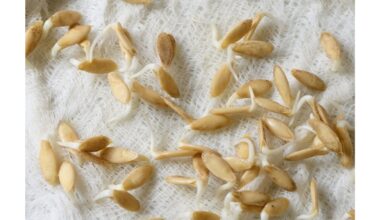 kaip pasodinti moliūgus