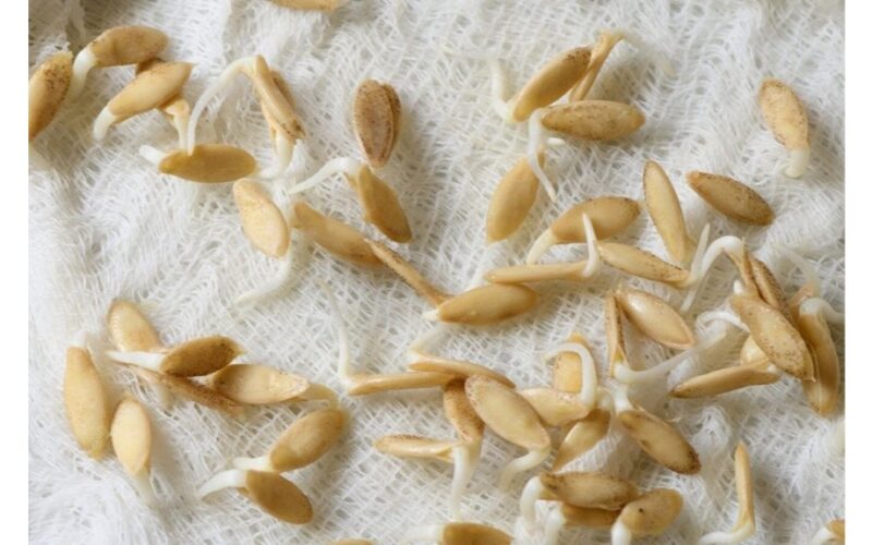 kaip pasodinti moliūgus