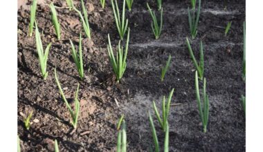 miltai česnako galvutės be pastangų derlius