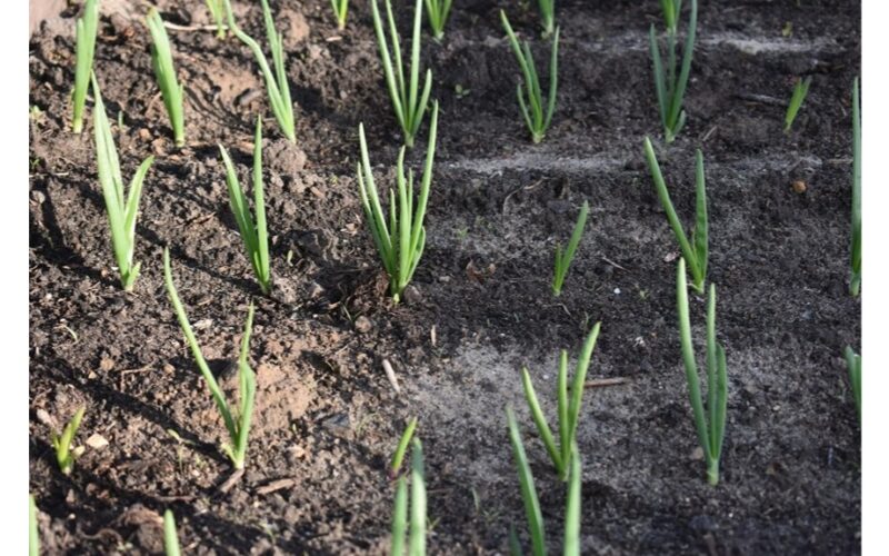 miltai česnako galvutės be pastangų derlius