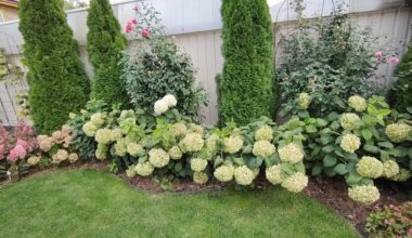 hortenzijų sodas karališkas pertvarkymas