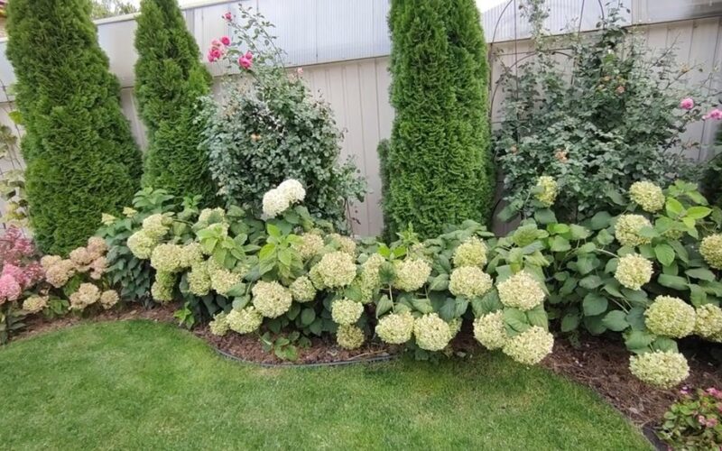 hortenzijų sodas karališkas pertvarkymas