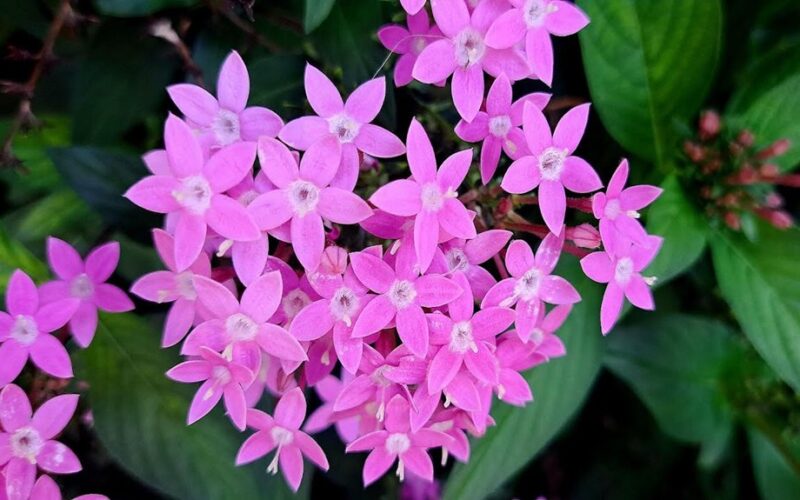 hortenzijos nebe madingos