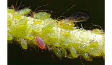 aš netyčia sutrupinau paveldėtas sėklas