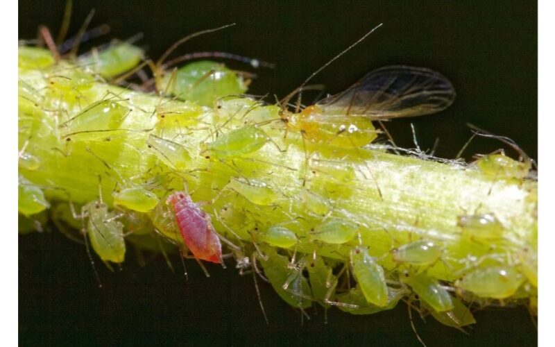 aš netyčia sutrupinau paveldėtas sėklas