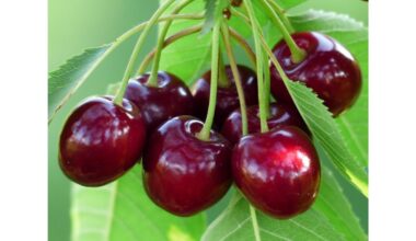 Aš juos pridedu du kartus per sezoną