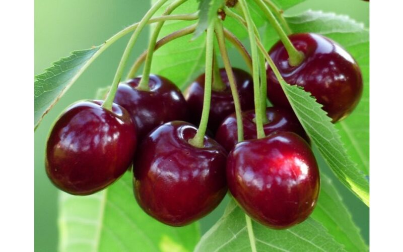 Aš juos pridedu du kartus per sezoną