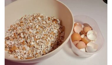 Aš renku kiaušinių lukštus maišuose