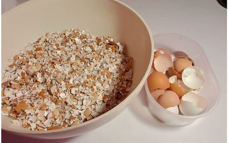 Aš renku kiaušinių lukštus maišuose