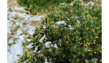 aš laikau vieną gėlę