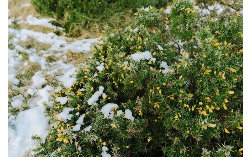 aš laikau vieną gėlę