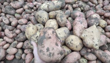 aš laikau bulves šviežias