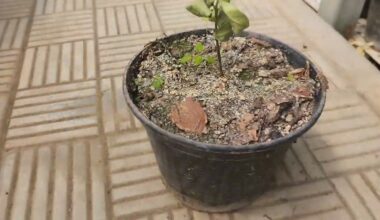 pastebėjau azoto trūkumą iš karto